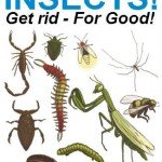 insectspage1